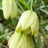 アメリカフウロ,ムラサキケマン,ムラサキハナナ,花菖蒲,アミガサユリの画像