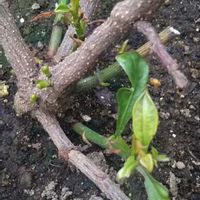 トマト,ルリマツリ,宿根ヒマワリ,スーパートレニア カタリーナ アメジスト,新芽の画像