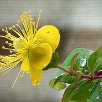 ヒペリカム,ヒペリカム,揷し木,ベランダの画像