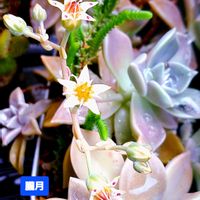 朧月,朧月(おぼろづき),グラプトペタルム,植物男子ベランダー,ベランダの画像