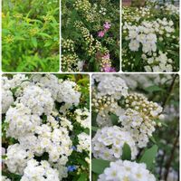 コデマリ,ユキヤナギ,ミモザ,ソメイヨシノ,シモクレン(紫木蓮)の画像