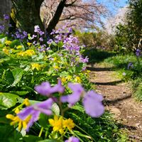 サクラ,ムラサキハナナ,リュウキンカ,青い花マニア,チーム・ブルーの画像