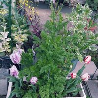 カシワバアジサイ,スモークツリー,チューリップ,チューリップ,ラベンダーの画像