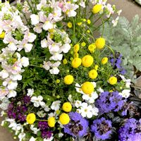 アジュガ,アリッサム,コツラ,バコパ,シルバーレースの画像