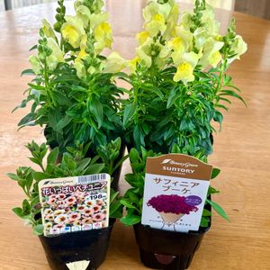 金魚草,サフィニアブーケ,岩手県,コメリ,サンフラマニアの画像