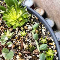 ツメレンゲ,爪蓮華,オロスタキス,斑入り。,いつも心に太陽をの画像