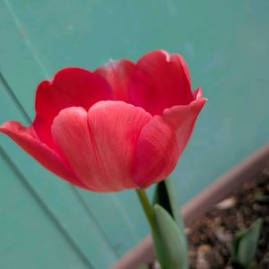 山野草,スマホ撮影,棚の画像