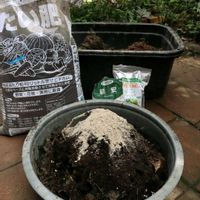 スイレン,ハス,ビオトープ,土づくり,カルスNCRの画像