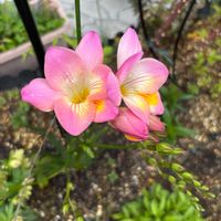 フリージア,ヒメウツギ,シモツケ ,ラナンキュラス　ラックス,バラ、薔薇、ばらの画像