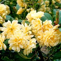 モッコウバラ,モッコウバラ,人参,間引き人参,いちごの画像