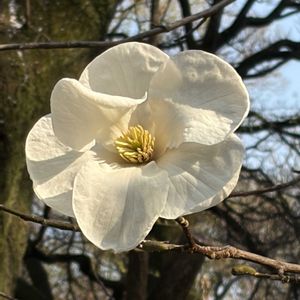 コブシ,マグノリア,コブシモドキ,白い花,小石川植物園の画像