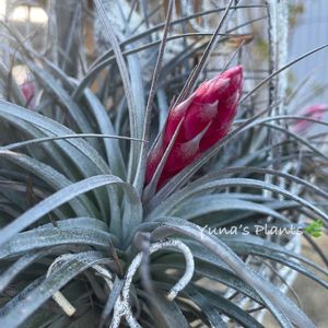 チランジア コットンキャンディ,群生,エアープランツ/チランジア,エアープランツ 花,屋外放置組の画像