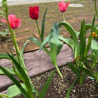 アジュガ,チューリップ,ムスカリ,ガーデニング,グランドカバーの画像