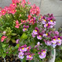 カモミール,ネメシア,豆苗,桜　ランラン,春ですね♪の画像