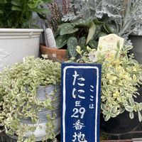 シレネ,リトルミッシー,リトルミッシー,プミラ,フィカスプミラの画像