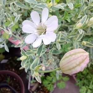 シレネ ナッキーホワイト,白い花,斑入り好き♡,蕊好き,蕾大好きの画像