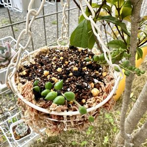 グリーンネックレス,グリーンネックレス,多肉,アーモンドネックレス,アーモンドネックレスの画像