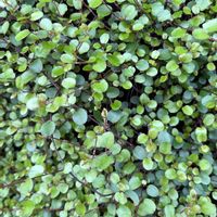 ワイヤープランツ,ワイヤープランツ,ビンテージの洋服屋さん,ビンテージの洋服屋さん,お出かけ先での画像