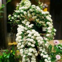 コデマリ,小手毬(コデマリ),植物のある暮らし,botanical life,低木の画像