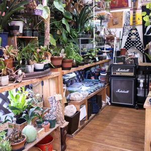 多肉植物,ウラボシ科,ビカクシダ属,食中植物,塊根の画像