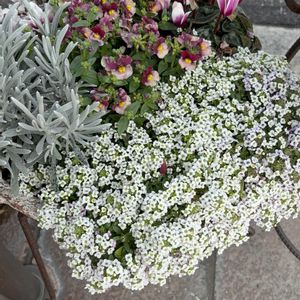 花が好き,無農薬❤家庭菜園,野菜が好き,お出かけ先の画像