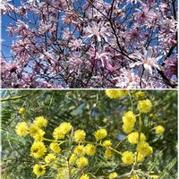 シデコブシ,ミモザ,花友さんに感謝♡,中島みゆき糸つながり,愛犬ラン♡の画像