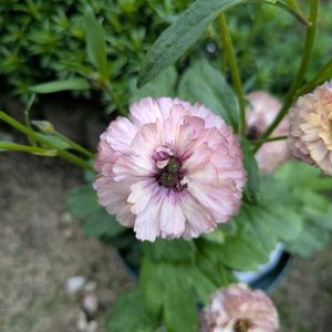 ゲウム,ヒメサザンカ,原種系アネモネ・シルベストリス,ラナンキュラスラックスアイオリア,ヒメサザンカ、エリナカスケードの画像