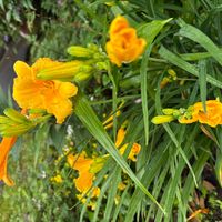 ヘメロカリスの画像