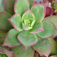 サクランボ,ストロベリーキャンドル,多肉植物,ベランダガーデン,癒しの画像