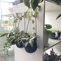 ディスキディア,ディスキディア ミリオンハート,エスキナンサス・マルモラタス,ペリオニア,ホヤ・シギラティスの画像