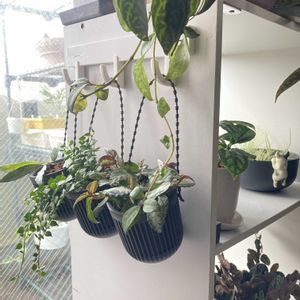 ディスキディア,ディスキディア ミリオンハート,エスキナンサス・マルモラタス,ペリオニア,ホヤ・シギラティスの画像