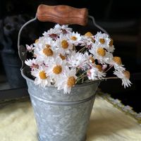 花かんざし,ドライフラワーの画像