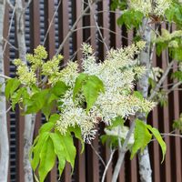 アオダモ,アオダモの花,白い花♡,お隣さんの庭,ふわふわ柔らかい花の画像