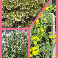 ドウダンツツジ,ドウダンツツジ,ルッコラ,ルッコラ,ロウバイの画像