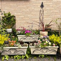 アリッサム,アリッサム,キンギョソウ,ネメシア,ネメシアの画像