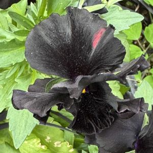 パンジー　ドラキュラ,シュヴァリエ ドゥ リュンヌ,かわいいな♡,花のある暮らし,お花が好き♡の画像