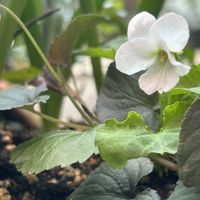 ラミウム,寄せ植え,庭の花,花のある暮らし,春のお花の画像