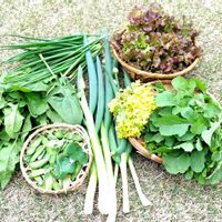 ルッコラ,ネギ,ほうれん草,サニーレタス,ネギ坊主の画像