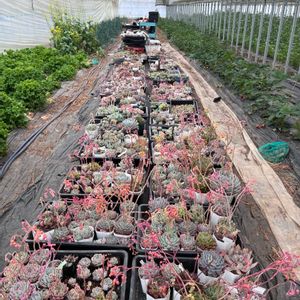 多肉植物,多肉中毒,多肉変態の画像