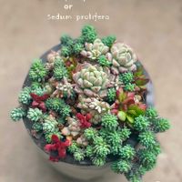 プロリフェラ,プロリフィカ,多肉植物 寄せ植え,ピンクルルビー,ピンクルビーの画像