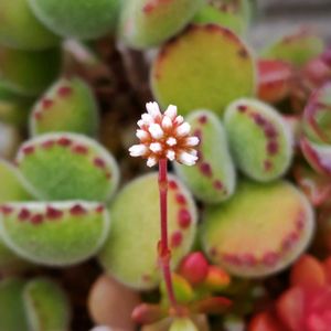 姫秋麗,野ばらの精,リラシナ,紅稚児,ギルバの薔薇の画像