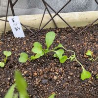 菜心,パンダ菜豆,発芽,プランター野菜,プランター菜園の画像