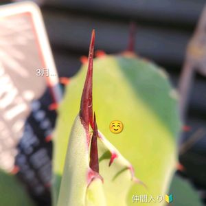 アガベ,多肉植物,備忘録,軒下,つめの画像