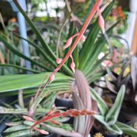 Gasteria,ガステリア 虎鉾,ガステリア 属,花芽,ガステリアの画像