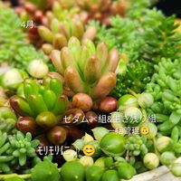 グリーンネックレス,セダム,オーロラ,斑入りグリーンネックレス,多肉植物の画像