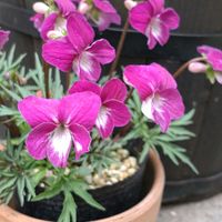 スミレ,チューリップ,バイモ,ヒュウガミズキ,真っ赤な火曜日の画像