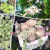 セッコク,ゴールドビューティー,リトルミッシー,多肉寄植え,セダム属の画像