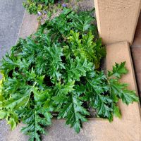 アカンサスの画像