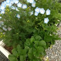 イチゴ,ネモフィラ,ジャーマンカモミール,プランター,家庭菜園の画像