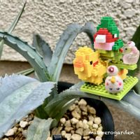 子持ち蓮華,玄海岩蓮華,ヌビゲナム,アガベ・アメリカーナ・ エクスパンサ,つぶつぶ屋さん　小梅の画像